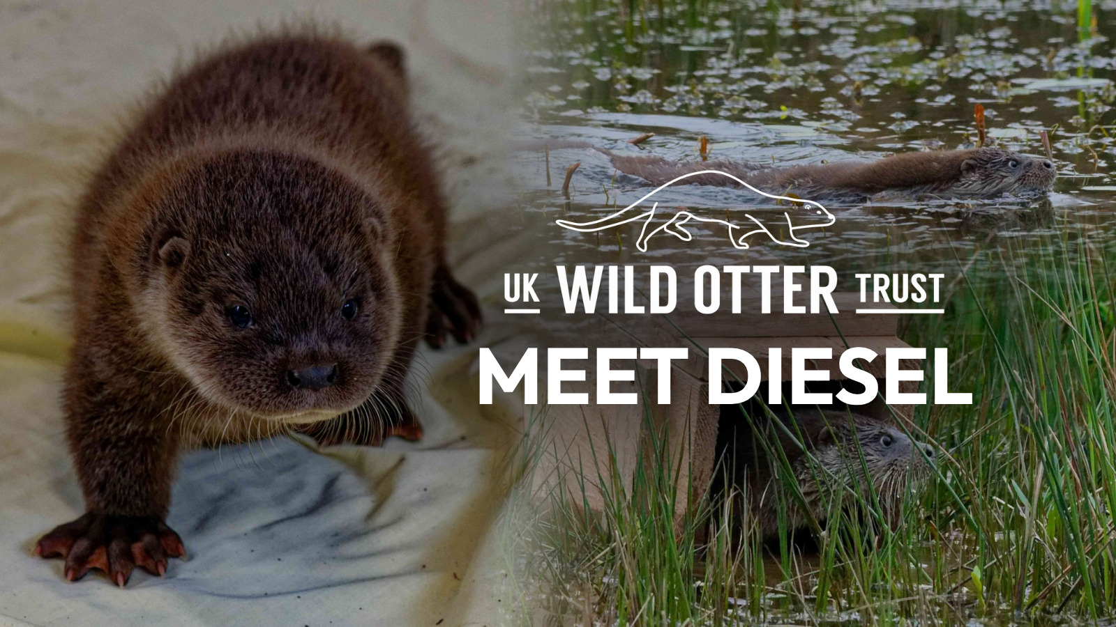Meet the Otter Behind Our Charity Partnership