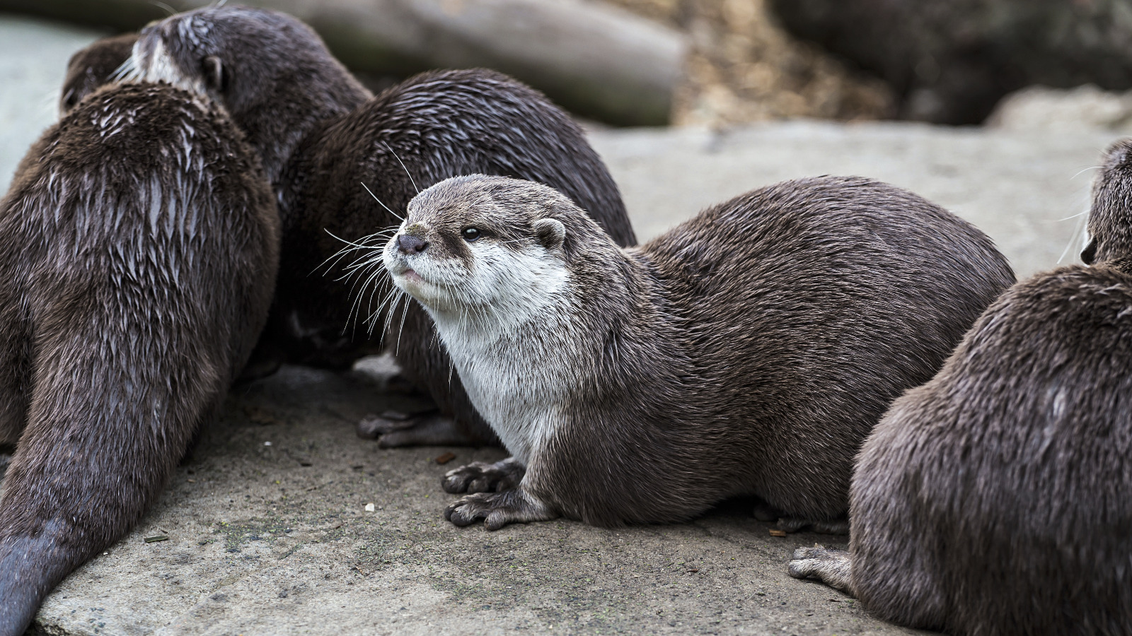 Introducing Ticket Otter: The New Event Ticketing Platform with a Family Story